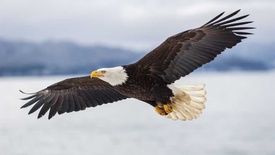 Nature vs Machine: Eagle drops drone into lake
