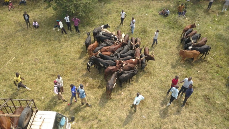 Uganda Flying Labs try hand on livestock management using drones